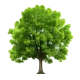 pngtree-adorable-green-tree-png-image_11593973.webp pngtree-adorable-green-tree-png-image_11593973.webp